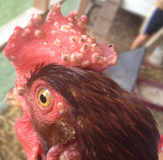 Resultado de imagen para gallinas y gallos con colera aviar