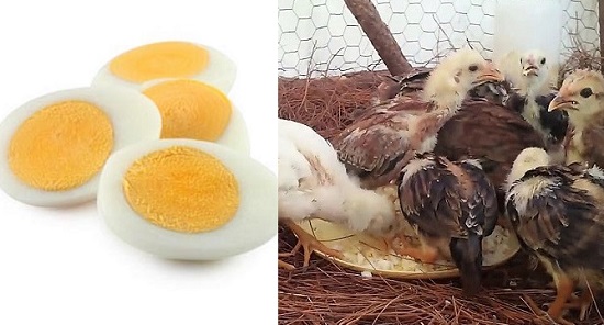 La Importancia Del Huevo Hervido En Pollos De Pelea