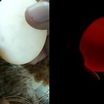 Como Saber Si Los Pollitos Estan Vivos Dentro Del Huevo