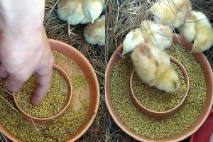como alimentar a un pollito recien nacido