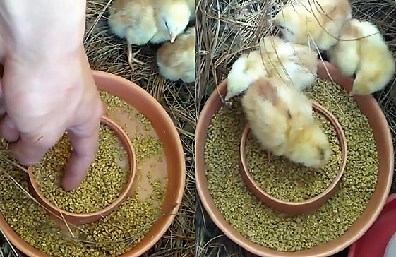 como alimentar a un pollito recien nacido