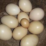 Por que Mi Gallina Puso Un Huevo Muy Pequeño