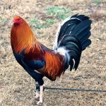 6 consejos para topar gallos