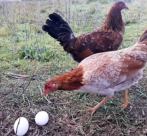 postre Inaccesible Timor Oriental Trucos Para Que No Se Coman Los Huevos Las Gallinas | Todo sobre gallos de  pelea